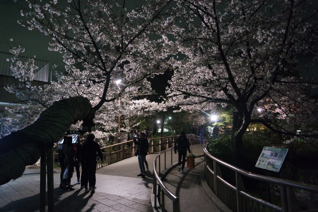 Hanami in the part after dark BEFORE last train - people still here...